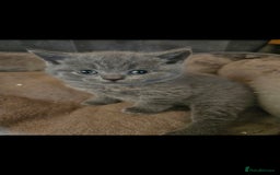 British Shorthair cats for sale: ✨️stunning brittish Shorthair kittens✨️ - Advert 4