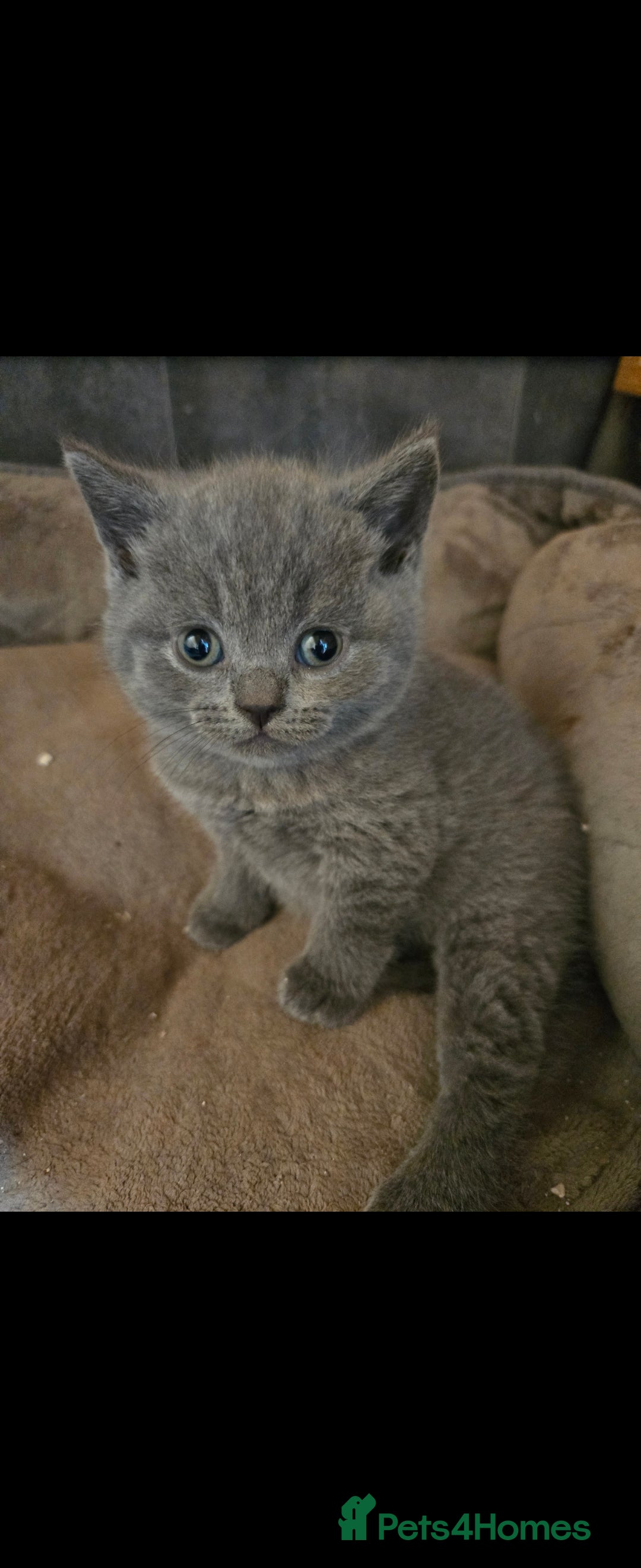British Shorthair cats for sale: ✨️stunning brittish Shorthair kittens✨️ - Advert 4