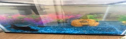 Fancy Goldfish fish for sale: Fish and Tank in Stamford - Advert 3
