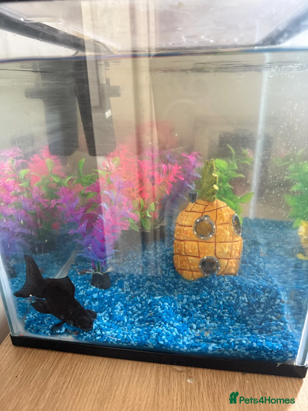 Fancy Goldfish fish for sale: Fish and Tank in Stamford - Advert 3