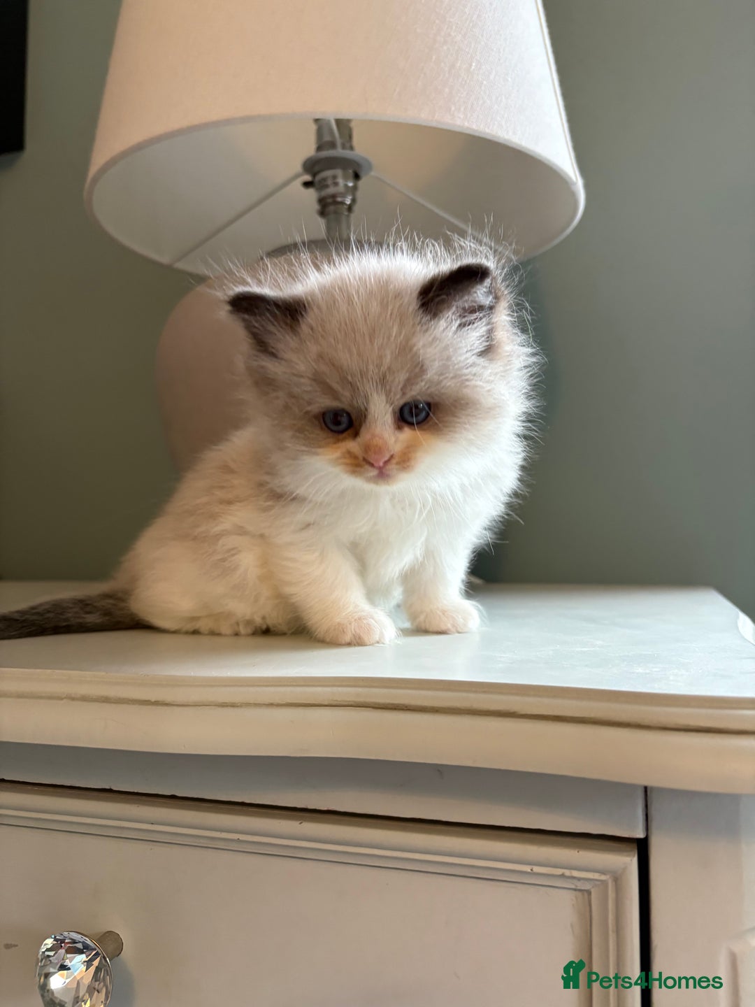 Ragdoll cats for sale: Genuine Ragdoll kittens from pedigree parents.  - Advert 15