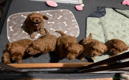 Cavapoo dogs for sale: Gorgeous Red Cavapoo Puppies - Image 2