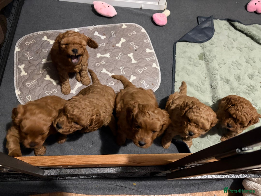 Cavapoo dogs for sale: Gorgeous Red Cavapoo Puppies - Image 2
