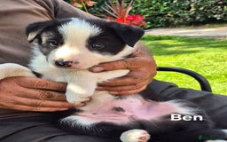 Border Collie dogs for sale: Sheepdog pups in Cumbria - Image 2