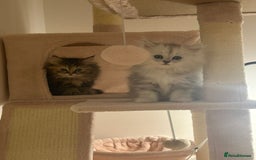 Persian cats for sale: Rare Persian Kittens in London🤍 - Image 1