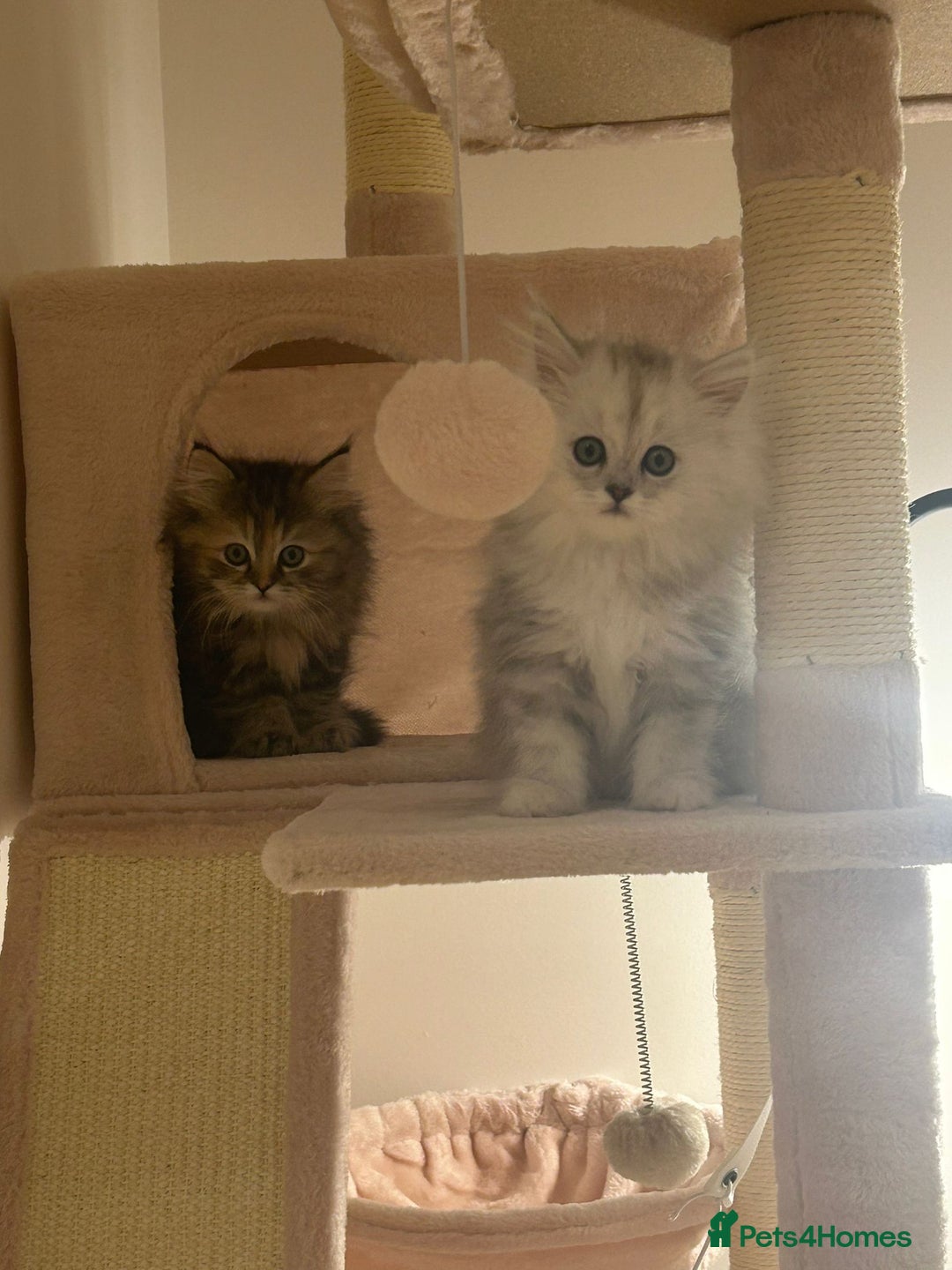Persian cats for sale: Rare Persian Kittens in London🤍 - Image 1