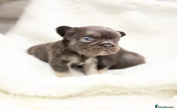French Bulldog dogs for sale: Beautiful litter off French bulldog puppies  - Image 19