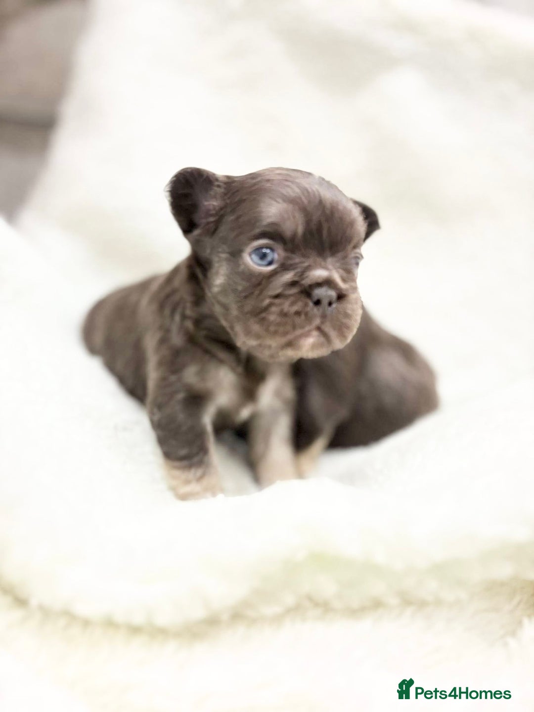 French Bulldog dogs for sale: Beautiful litter off French bulldog puppies  - Image 19
