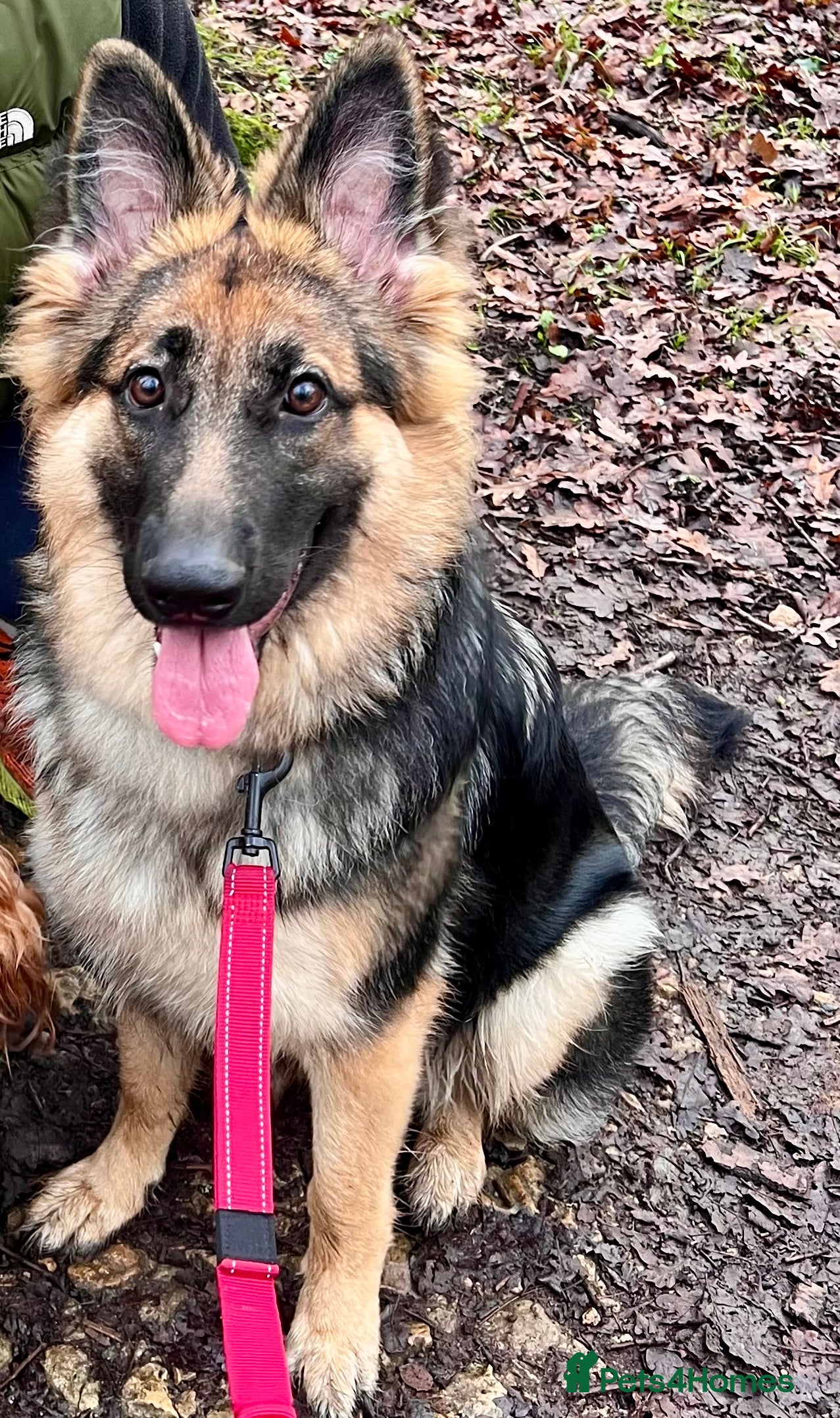 German Shepherd dogs Female German Shepherd Pup - Advert 1