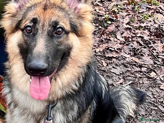 German Shepherd dogs Female German Shepherd Pup - Advert 1