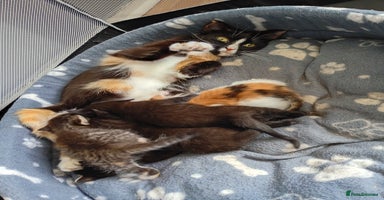 Mixed Breed cats - Advert 5