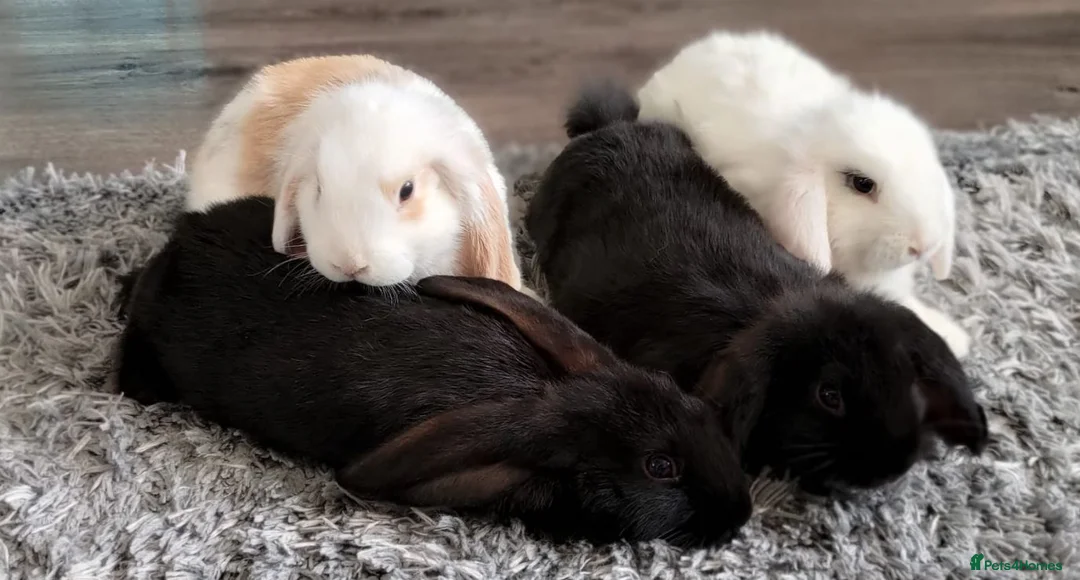 Mixed Breed rabbits for sale: Cute & Loving French x Mini Lop Ready!!! - Advert 1