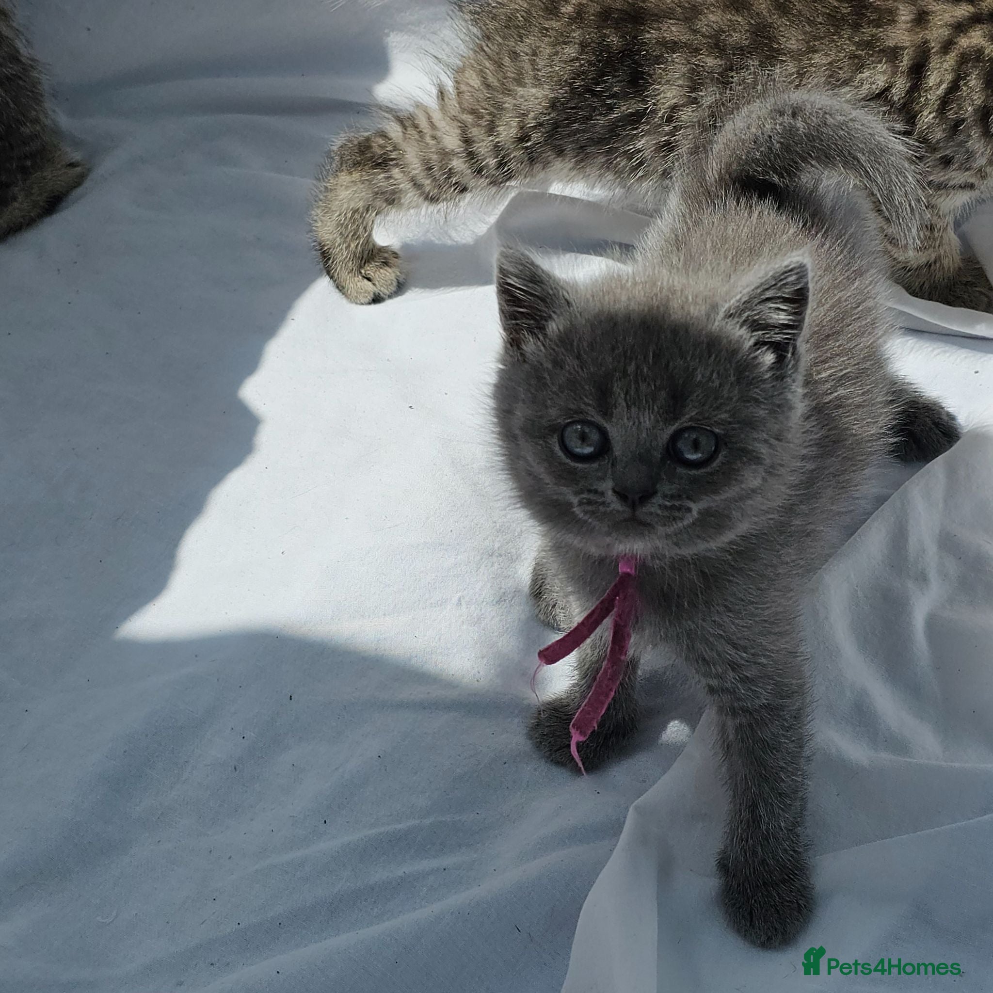 British Shorthair cats Chunky registered boys - Advert 3