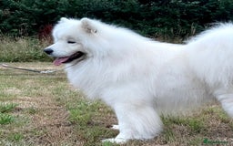 Samoyed dogs for stud: Health Tested, Proven, Show Samoyed for Stud in Exeter - Image 1