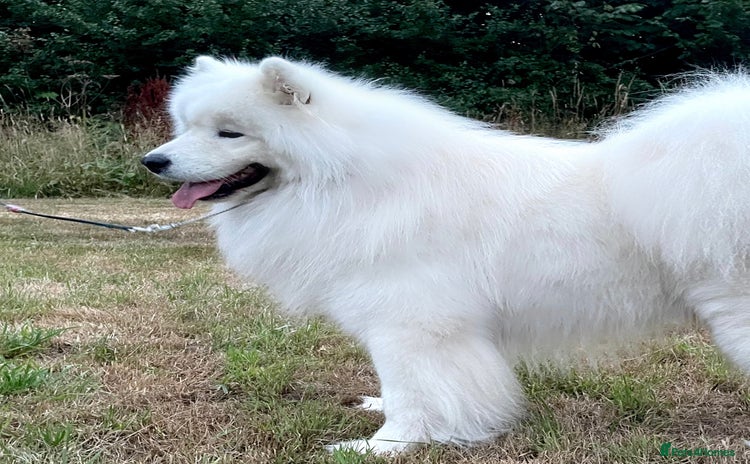 Samoyed dogs in Exeter - Advert 1