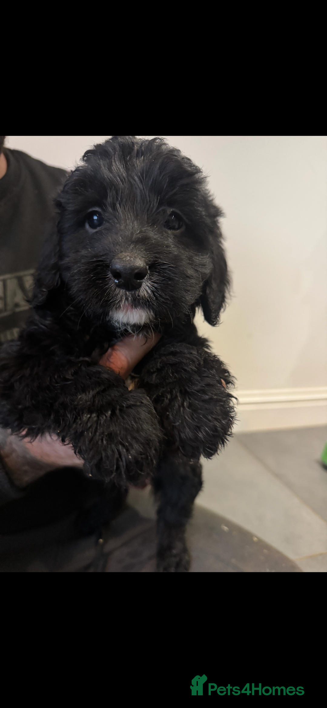 Cockapoo dogs for sale: F1 cockapoos  - Advert 13