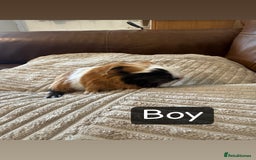 Guinea Pig rodents for sale: Baby guinea pigs girls and boys available - Image 10