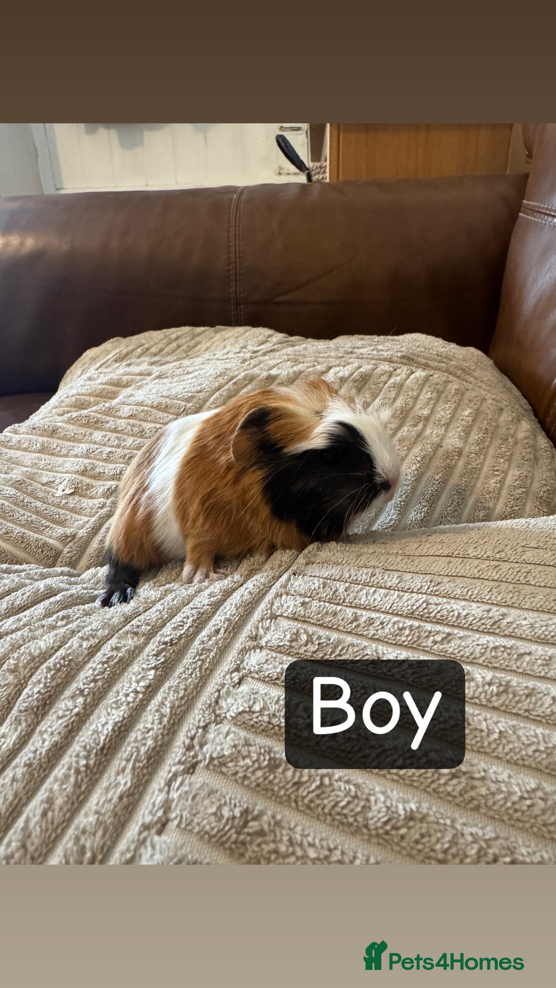 Guinea Pig rodents for sale: Baby guinea pigs girls and boys available - Image 10