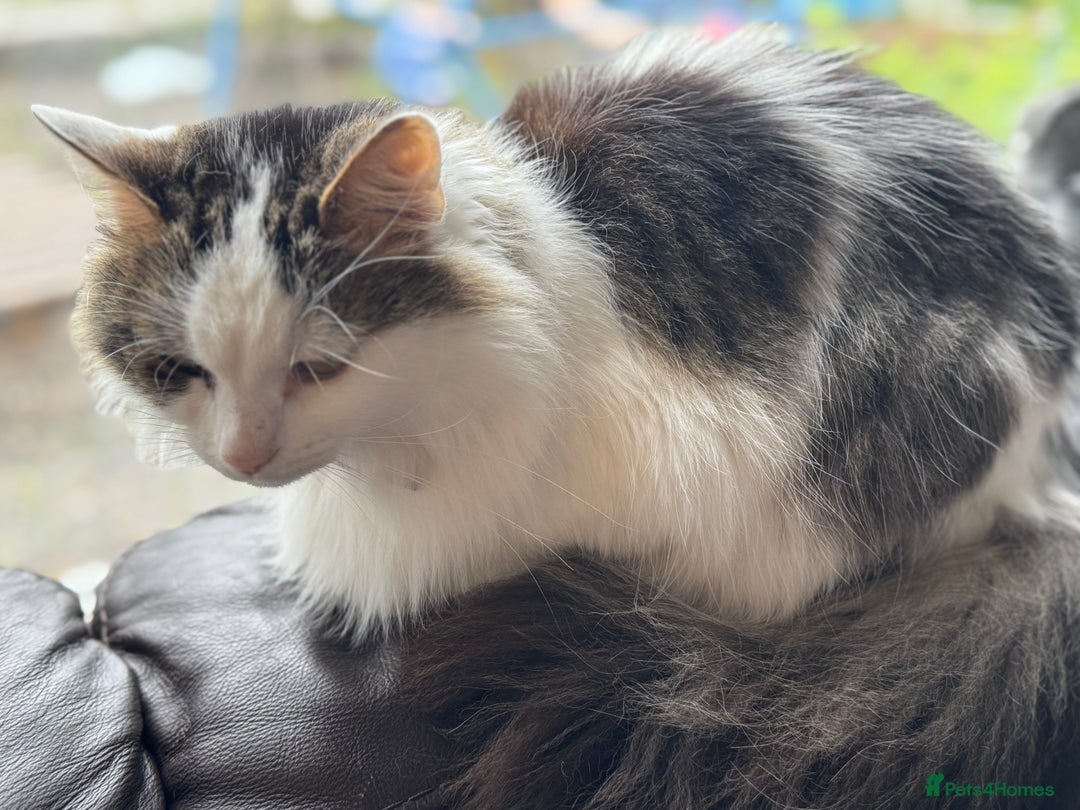 Turkish Van cats for sale: Turkish van needs rehoming - Image 3