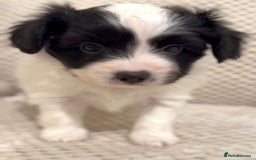 Papillon dogs for sale: Beautiful KC registered papillon puppies for sale - Image 15