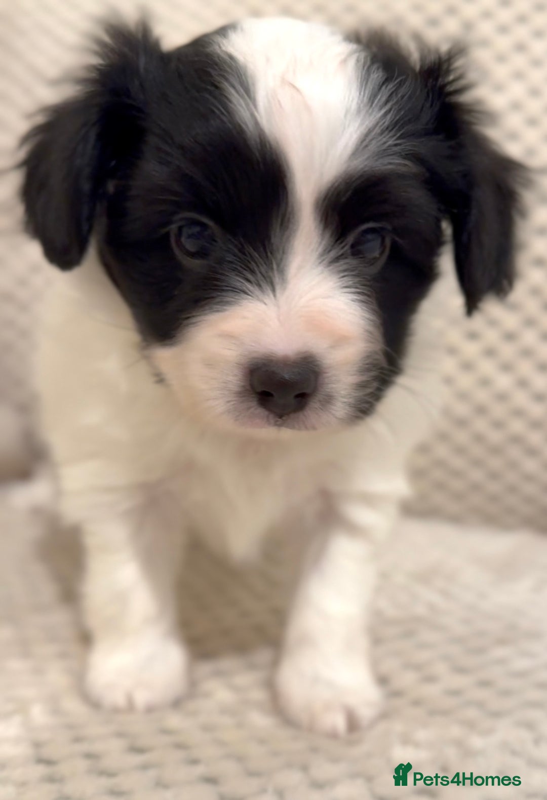 Papillon dogs for sale: Beautiful KC registered papillon puppies for sale - Image 15