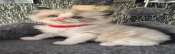 Ragdoll cats for sale: DNA tested Ragdoll kittens  - Advert 11