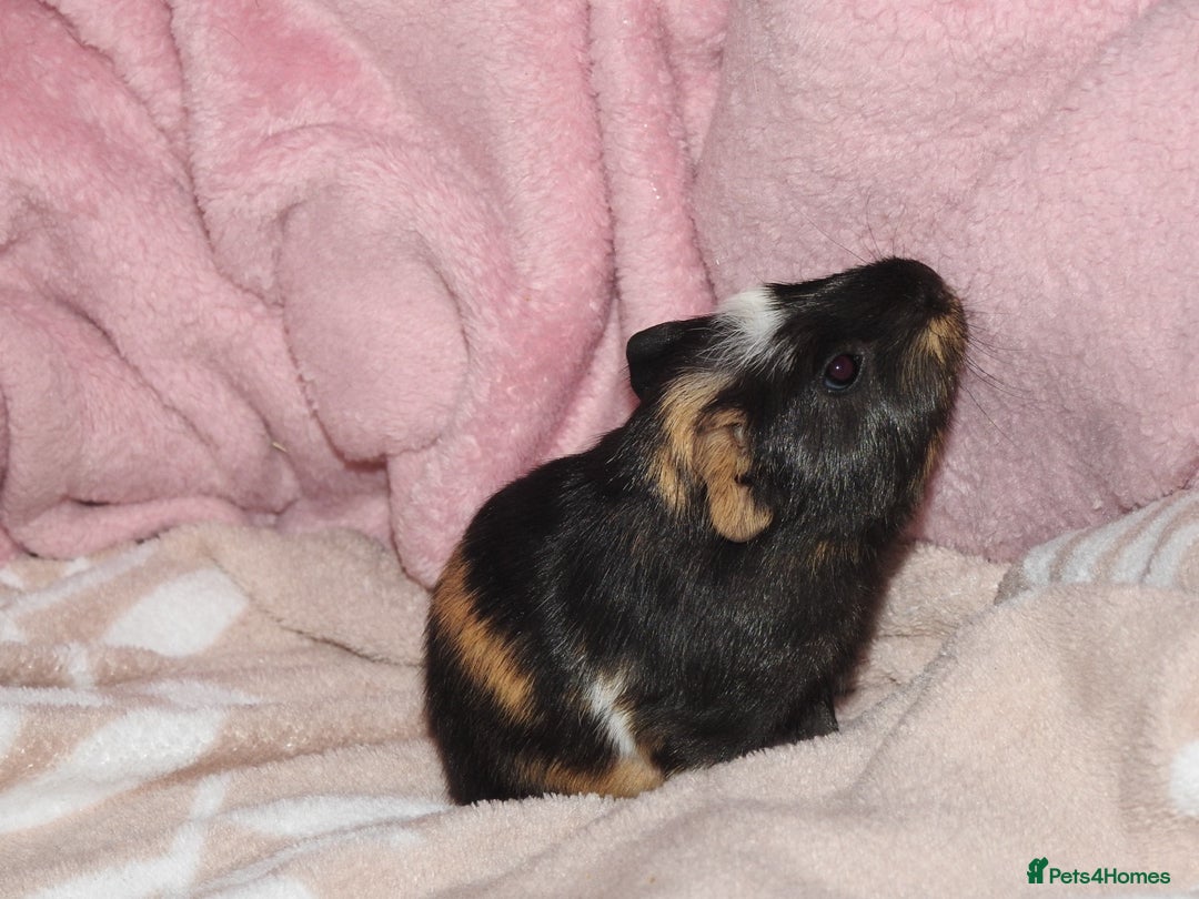 Guinea Pig rodents for sale: 2 crested guinea pigs available 1 male 1 female  - Advert 10