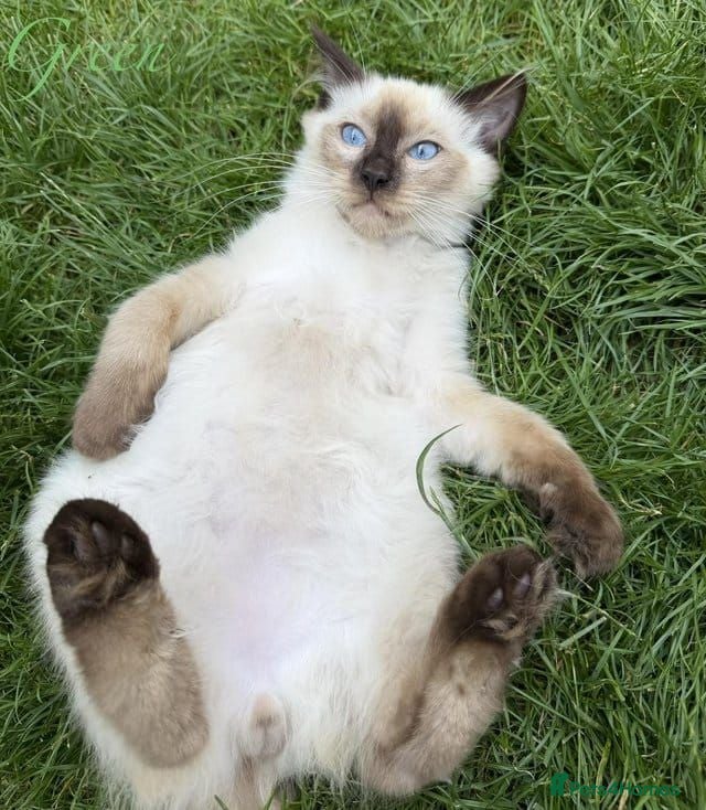Ragdoll cats Ragdoll Kittens Ready For Forever Homes - Advert 1