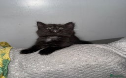 Domestic Shorthair cats for sale: 2 female kittens  - Image 2