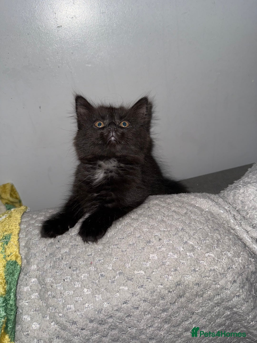 Domestic Shorthair cats for sale: 2 female kittens  - Image 2