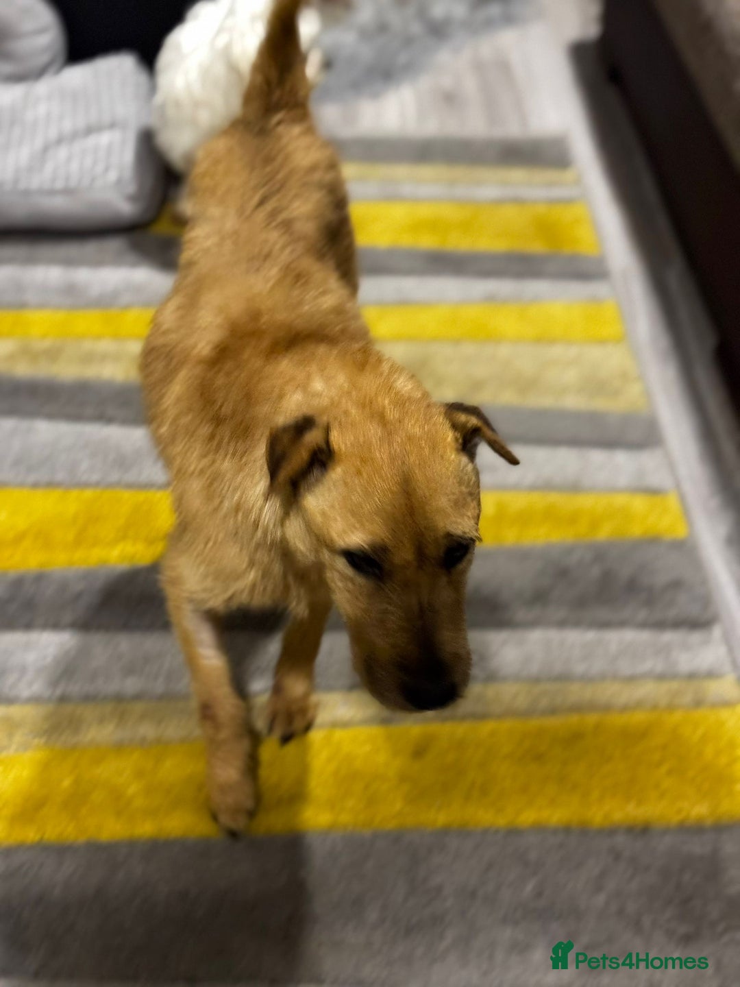 Mixed Breed dogs for adoption: Sweet Molly Needs Love  - Advert 7