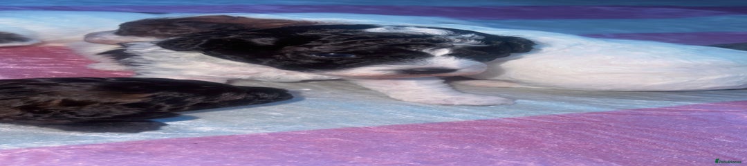 Jackapoo Puppy 1 black & white 