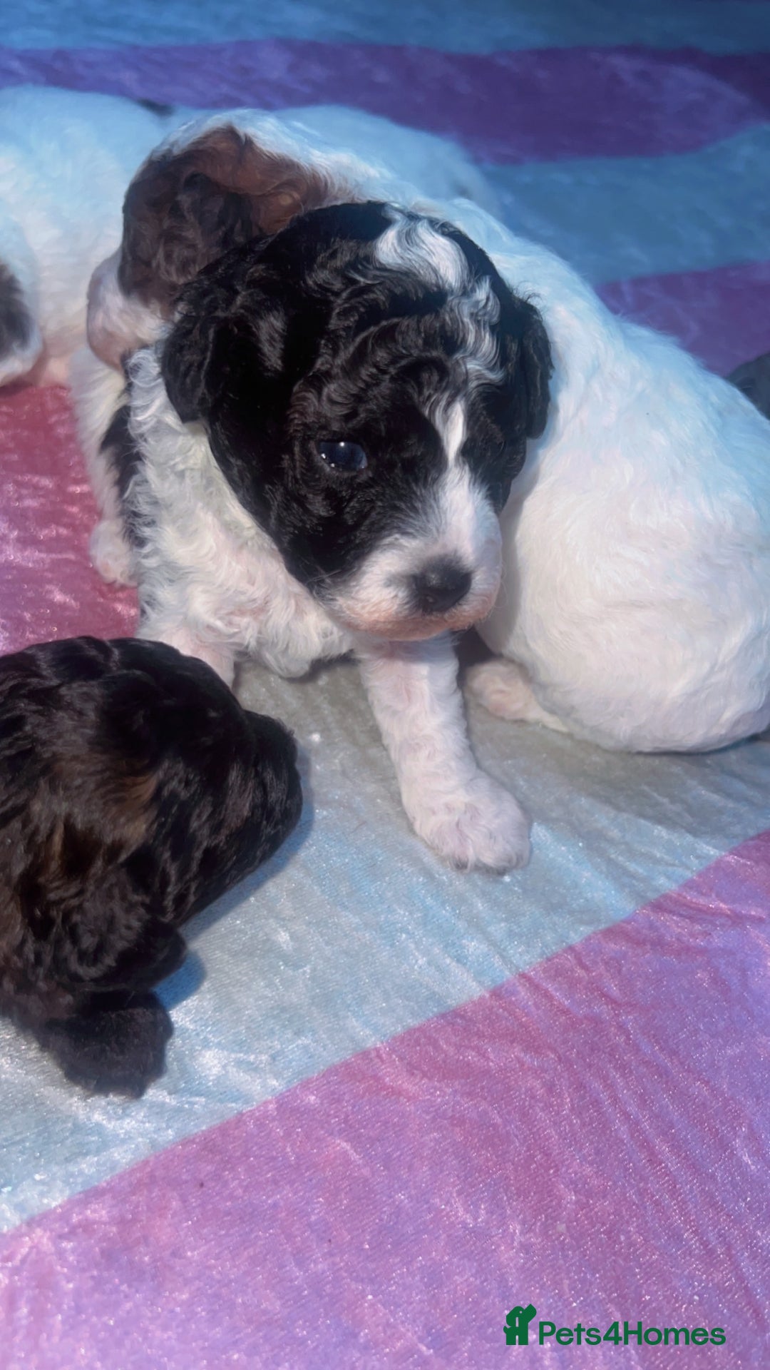 Jackapoo dogs for sale:  Ready on the 18th of December 3 jackapoo puppy’s - Advert 9