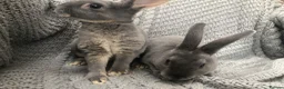 Rex rabbits for sale: Beautiful velvet mini Rex & Rex rabbits - Advert 16