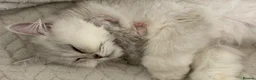 Persian cats for sale: Persian kittens  - Advert 2