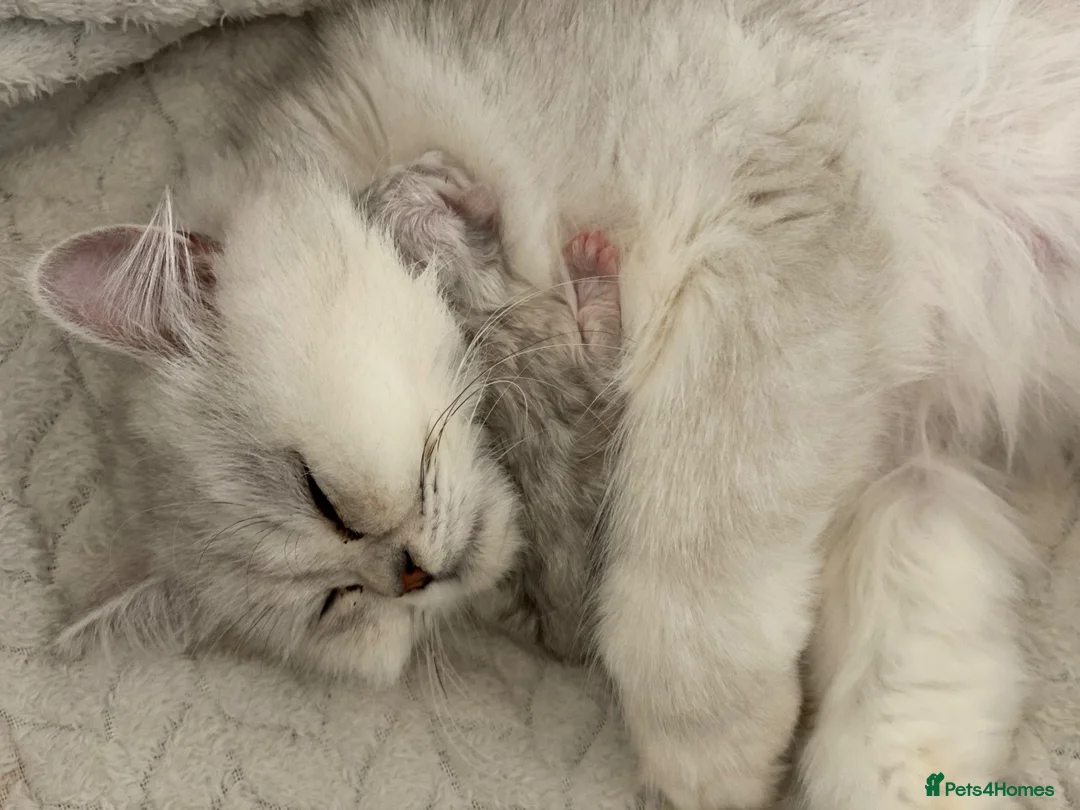 Persian cats for sale: Persian kittens  - Advert 2