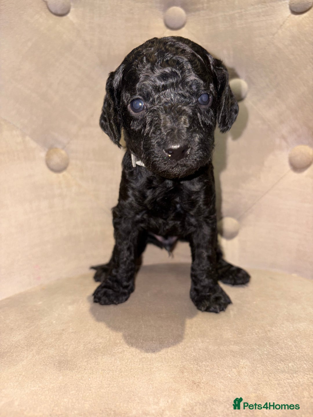 Cockapoo dogs for sale: Beautiful litter of 10 Cockapoo pups  - Advert 16