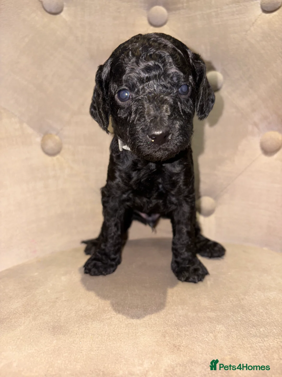 Cockapoo dogs for sale: Beautiful litter of 10 Cockapoo pups  - Advert 16