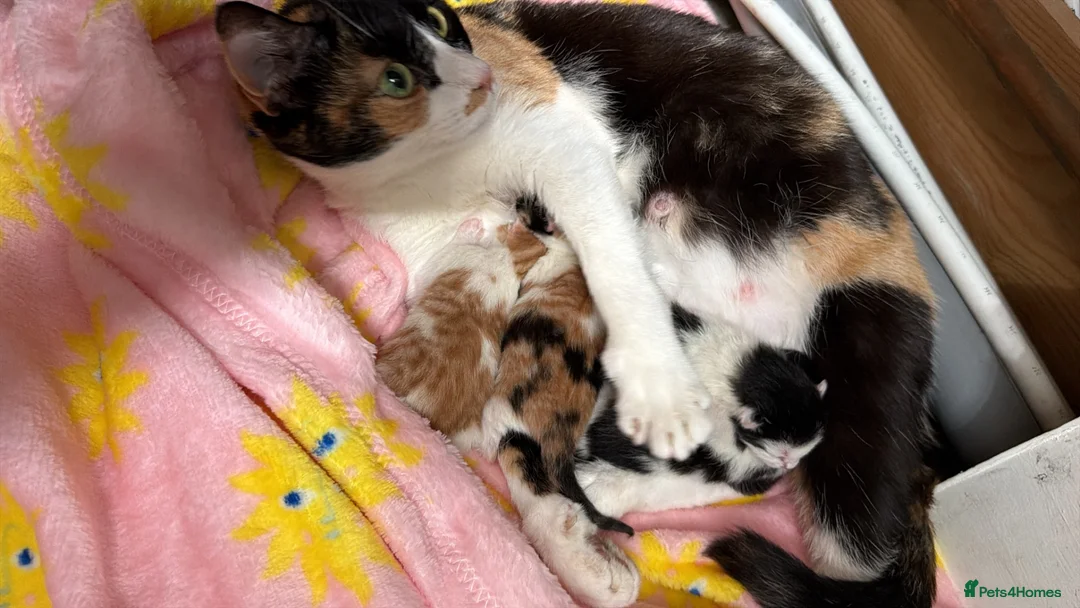 Mixed Breed cats for sale: Kittens for sale  in Doncaster - Advert 1