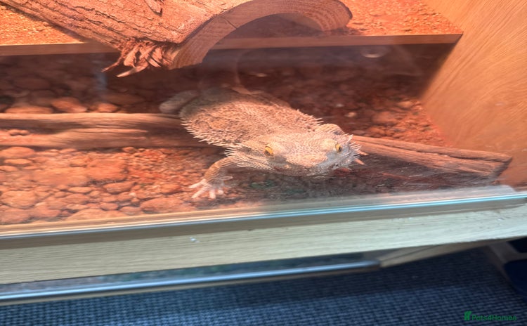 Bearded Dragon reptiles - Advert 1