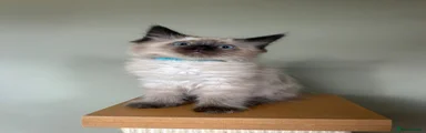 Ragdoll 2