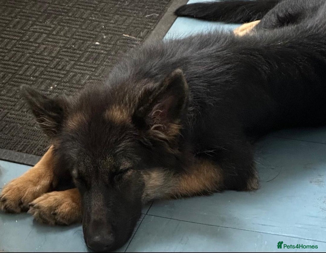 German Shepherd dogs for sale: Beautiful Female GSD - Image 8
