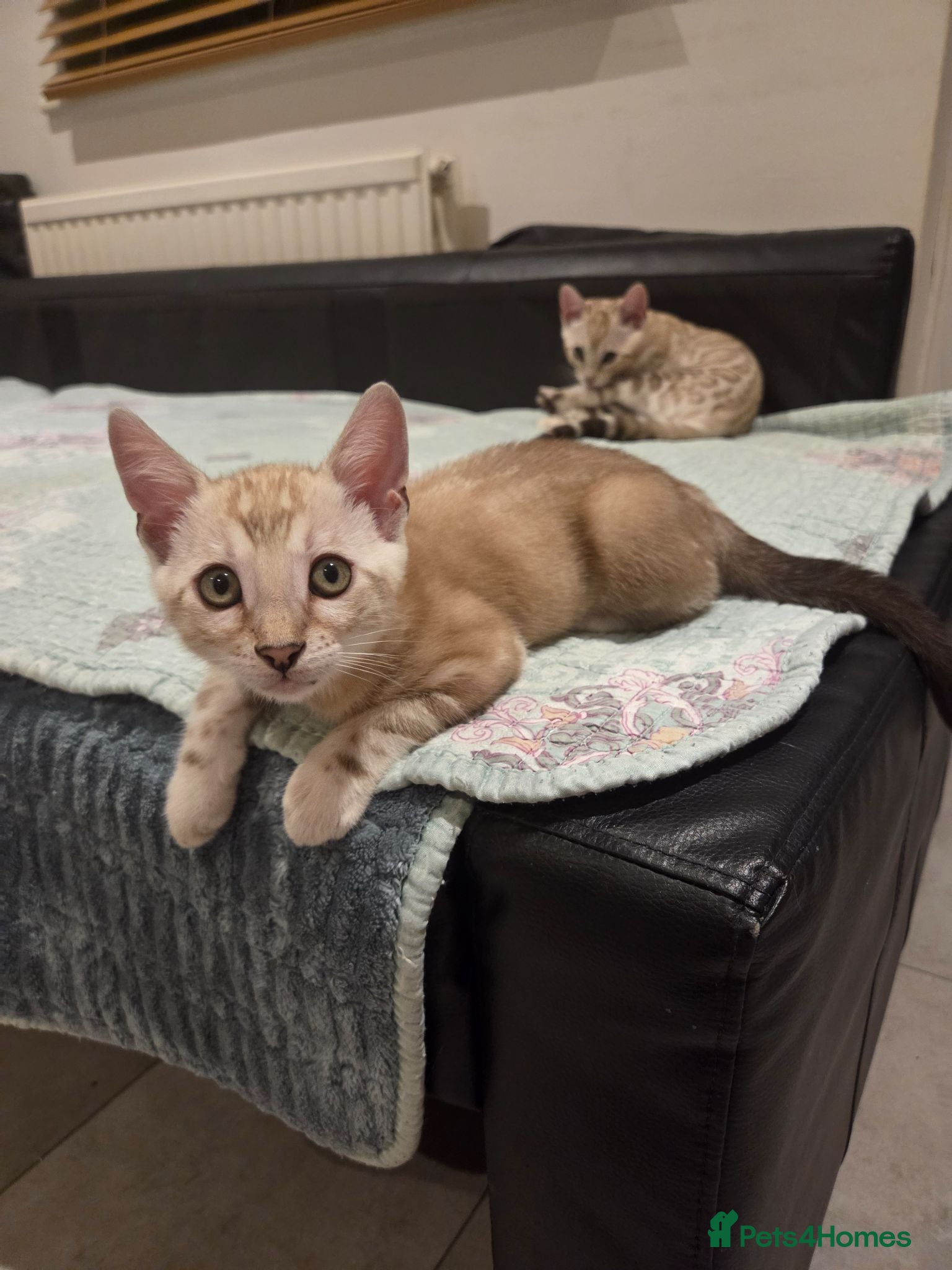 Bengal cats Pure Bengals Stunning Colour-(only 1 left)) - Advert 2