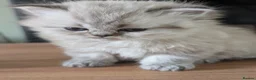 Persian cats for sale: ✨ Beautiful Persian Kittens for Sale ✨ - Advert 3