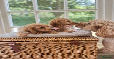 Cavapoo dogs - Advert 11