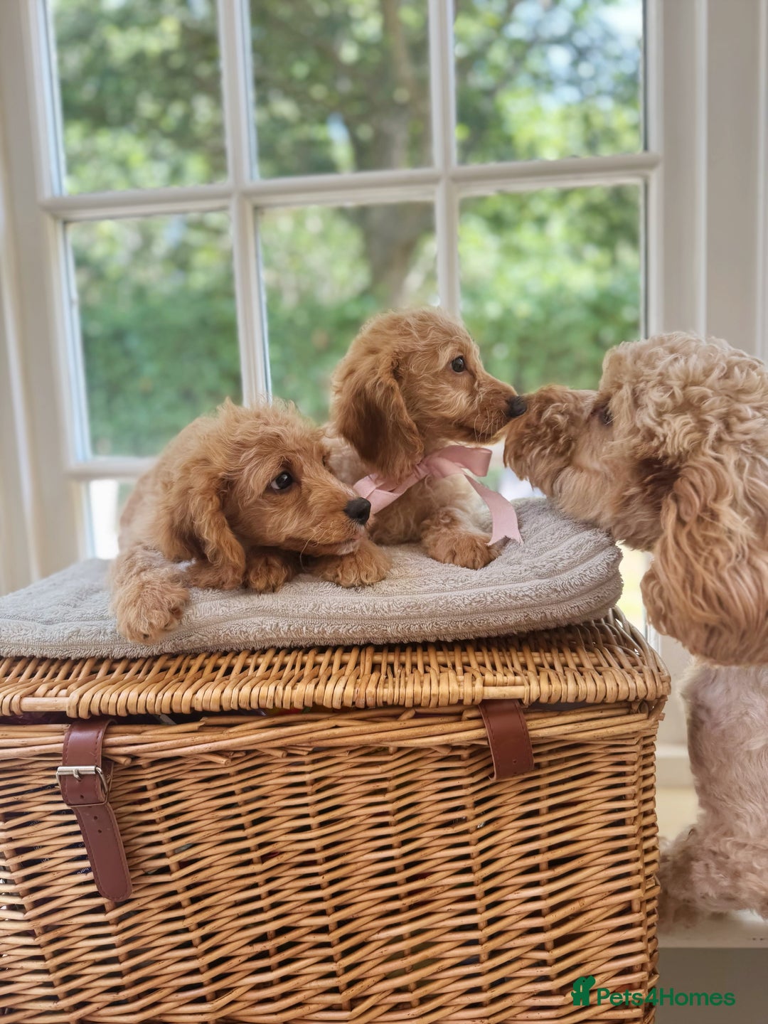 Cavapoo dogs for sale: F1b cavapoo puppies fully vaccinated  - Image 6