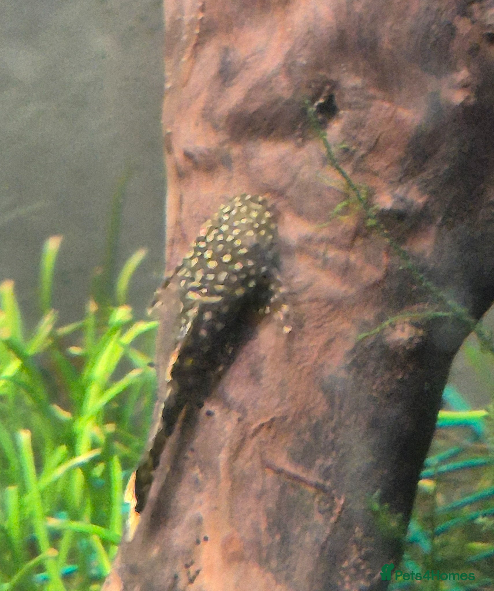 Plecos fish 3 Common Bristlenose babies & 1 Adult male pleco - Advert 17