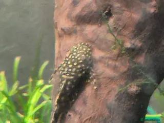 Plecos fish 3 Common Bristlenose babies & 1 Adult male pleco - Advert 17