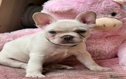 French Bulldog dogs for sale: Beautiful French Bulldog Puppies - Image 3