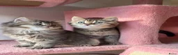 British Longhair cats for sale: WHITE KITTEN COLORPOINT VACCINATED READY FOR HOME - Advert 7